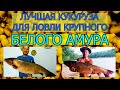 ЛУЧШАЯ ПРИКОРМКА 2021 СЕКРЕТ ПРИГОТОВЛЕНИЯ ФЕРМЕНТИРОВАННОИ КУКУРУЗЫ В ДОМАШНИХ УСЛОВИЯХ