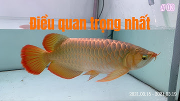 Điều quan trọng nhất để huyết long lên màu