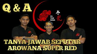 Spesial Q&A Tanya jawab seputar arowana.. Mari belajar & Berbagi ilmu,,!! With CV TIGA NAGA