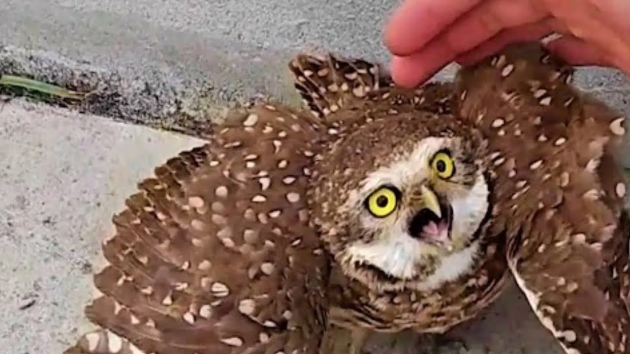 Guy found the owl and tried to help him! That's the reaction!