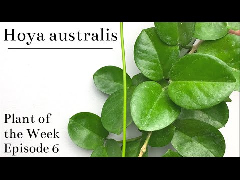 Como cuidar de Hoya australis | Planta da semana Ep. 6