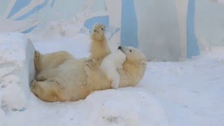 Новосибирский зоопарк. 2016. Мама и малыш играют