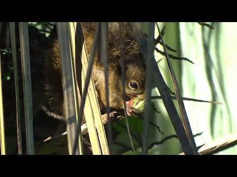 Vídeo: Onde Esquilos Inverno