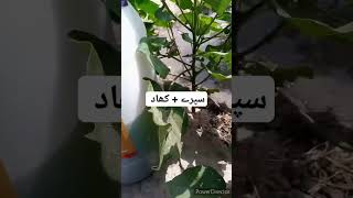 Applying Spray and Khad tu Kapas .  #shorts #shortvideo #saraiki #cotton #fertilizer #spray