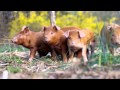 Training piglets to an electric fence