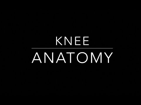 Knee Anatomy