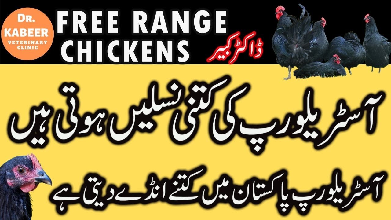 Black Australorp Chicken Farming in Pakistan | Free Range Poultry Farming in Pakistan