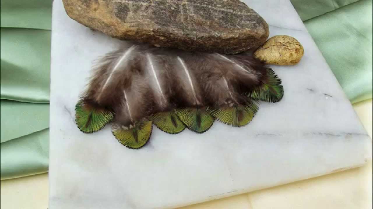 Shell Peacock Cruelty-free Feathers