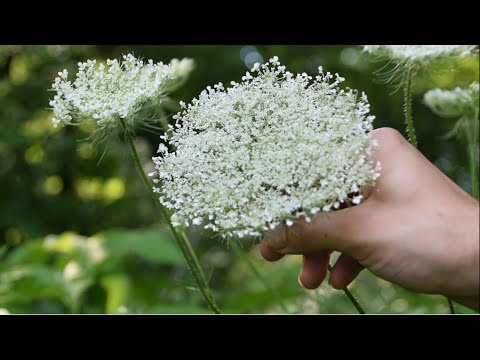 How To Identify Wild Carrot, Queen Anne's Lace - Wild Edibles