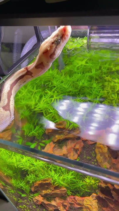 Snake-Ball Python swimming - YouTube