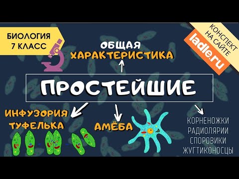 Одноклеточные животные видеоурок