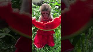 Little baby monkey girl eating a flat of water melon | Home pet monkey little girl dress trained