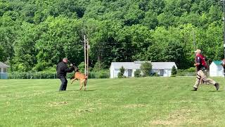 NYPD K9 Ace USPCA Criminal Apprehension with Gun fire 2019