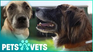 Malnourished Group Of Dogs Saved From Owner | The Dog Rescuers | Pets & Vets