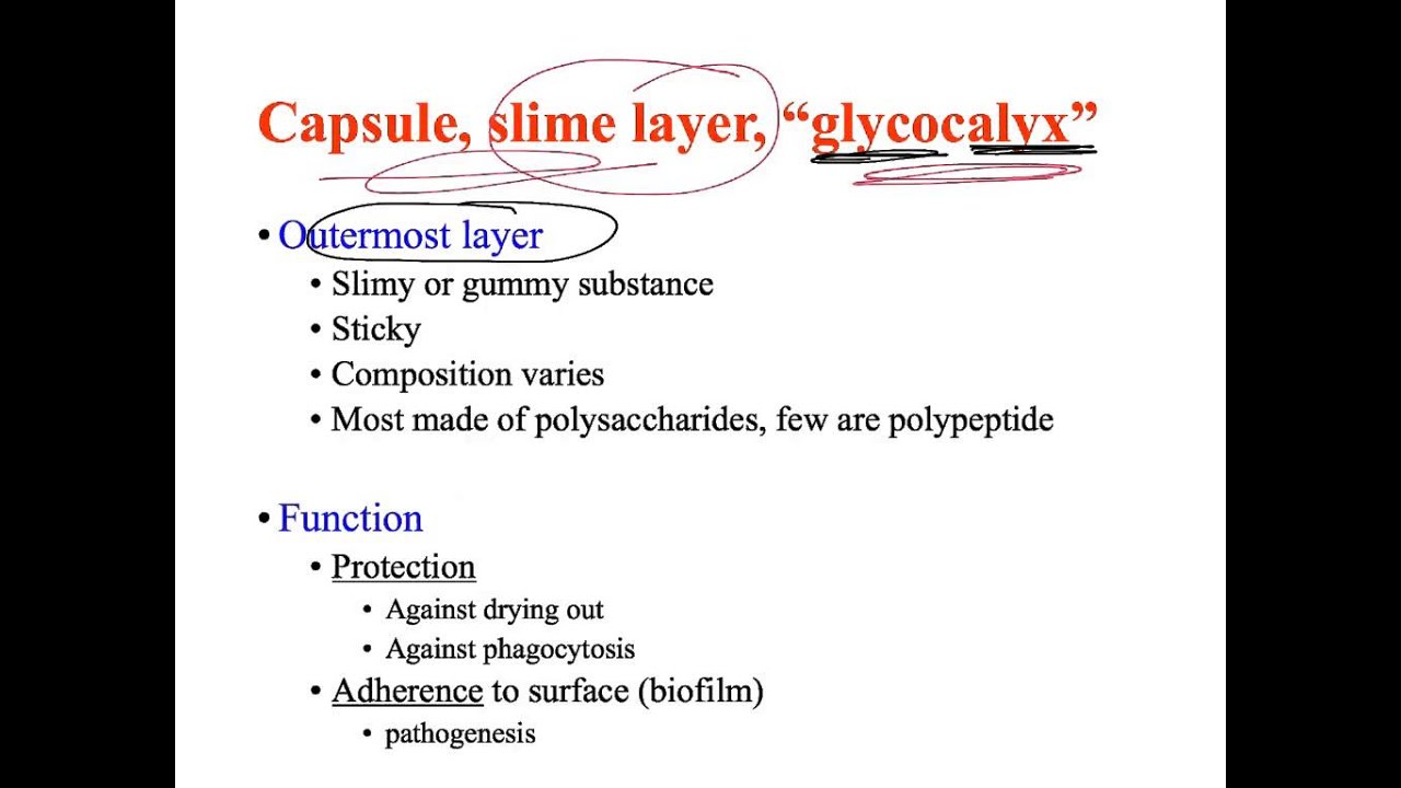 Structure and Function last 7 slides - YouTube