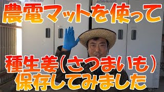 農電サーモ。農電マットを使って種生姜を保存してみました。