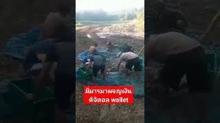 #แบงก์ชาติ #ครบทุกข่าวเข้าใจคอกีฬา #เงิน10000บาท #ดิจิทัลวอลเล็ต #โครงการดิจิทัลวอลเล็ต #pptvhd36