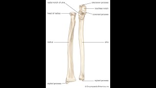 Anatomy of the coronoid process of the Ulna Bone ; Overview, Structure, Location, Function