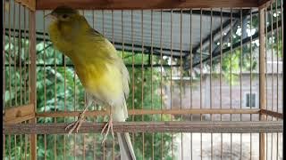 Mantap!! Kenari gacor untuk masteran #kicaumania #kenari #canary