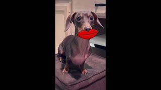The Best Lipstick Brand For Dogs