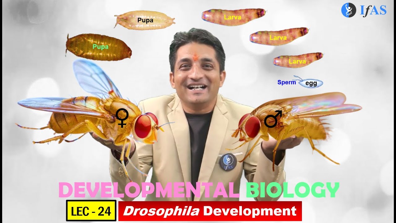 CSIR NET JUNE 2025 I Developmental Biology I Lecture 23 I Drosophila ...