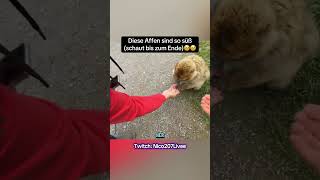 🥹Ihr checkt nicht wie unfassbar süß das war! #affenundvogelparkeckenhagen #tiere #funny #gehviral
