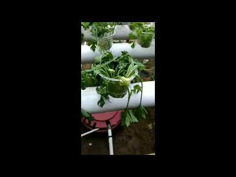 Seledri ihidroponik layui karna lupa dlhidupkan pompa air Seledri ihidroponik layui karna lupa dlhidupkan pompa air
