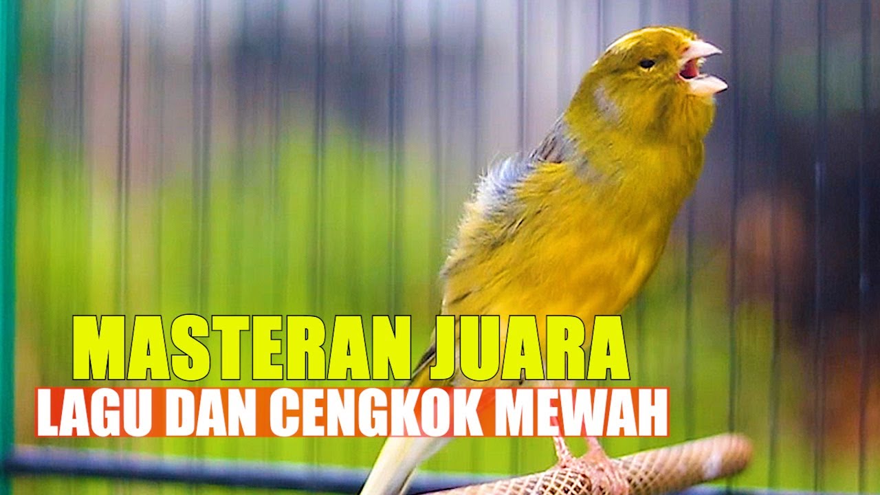 MASTERAN KENARI JUARA KENARI LAGU DAN CENGKOK MEWAH