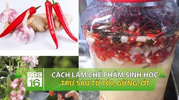 Cách làm chế phẩm sinh học trừ sâu từ tỏi, gừng, ớt | VTC16