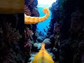 Camera mounted on Seahorse see 😳 What happened