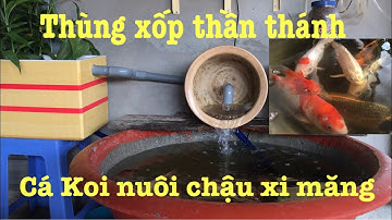 Nuôi cá Koi trong chậu xi măng với thùng XỐP lọc nước thần thánh