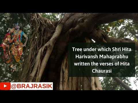 Madan Tera - Tree under which  Hita Chaurasi was written 500 years ago | Braj Ras