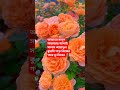 রাসূল সাঃ আয়াতুল কুরসি পড়ে নিজের গায়ে ফু দিতেন #banglawazmahfil #mizanur_rahman_azhari  #