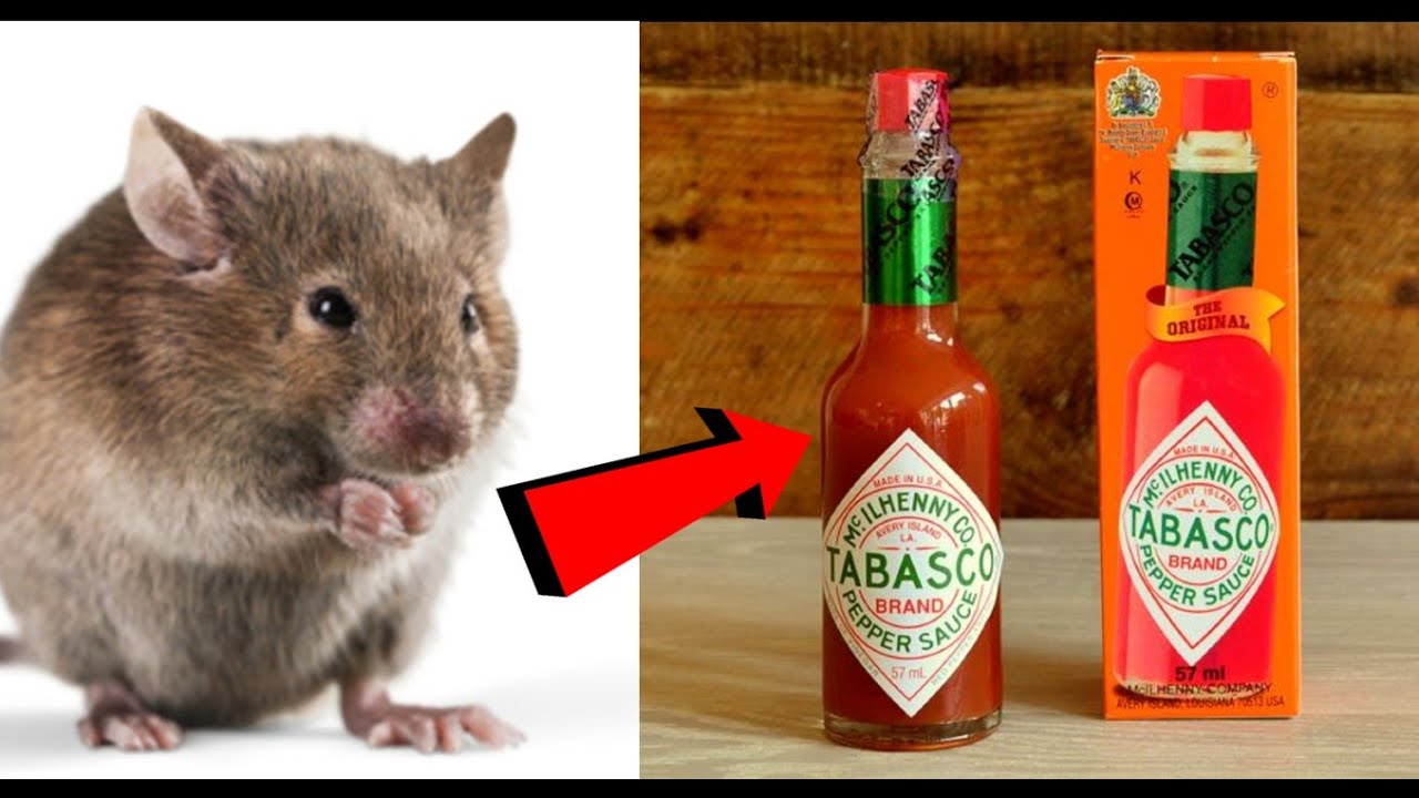 JUST 10 MINUTES How To Kill Rats Within 10 minutes Home Remedy Magic Ingred...