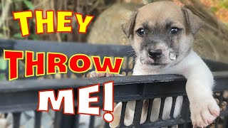 Rescue the puppy in the box, the dog misses his mother and needs a new home. by Home Pet 5,415 views 1 year ago 8 minutes, 6 seconds