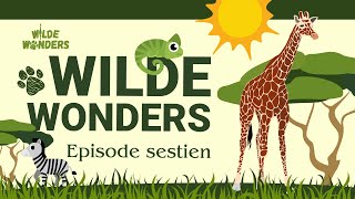 Wilde Wonders Episode Sestien: Die Netvormige Kameelperd