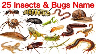 25 Insect and Bug Names English and Hindi with Pictures | 20 कीड़े-मकोड़ों के नाम | Tiny Animals