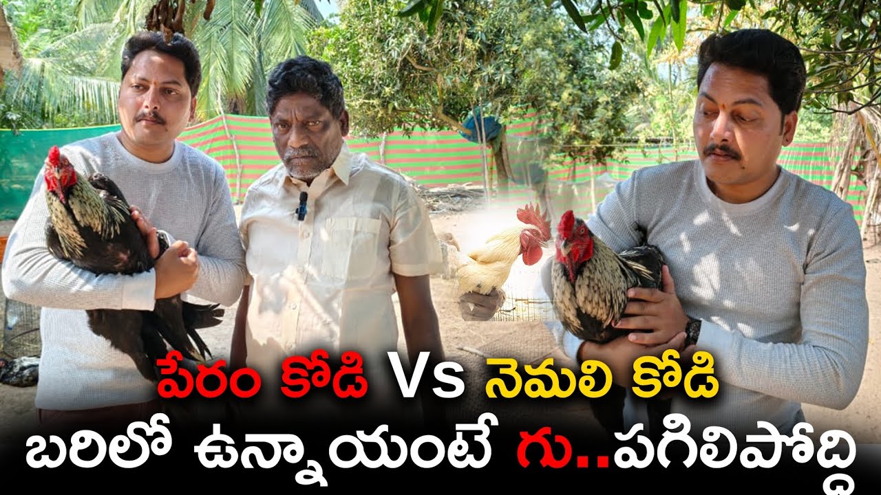 Pandem Kollu | సంక్రాంతి సందడి 