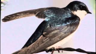 01 BILLY VAUGHN LA GOLONDRINA HD ) One of my most favourite songs. Ivan S Chin