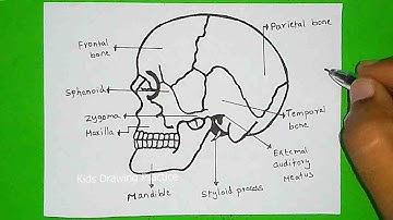 How to Draw a Skull | Human skull diagram with Parts | Drawing The SKULL - Anatomy
