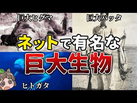【実在するのか】ネットで有名な巨大生物画像の真実7選