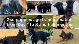 German shepherd puppies age transformation from day 1 to 8 and half months