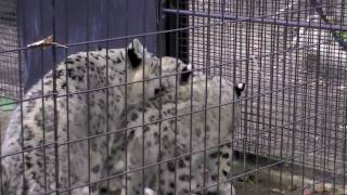ユキヒョウの威嚇(円山動物園) ~Snow Leopard~