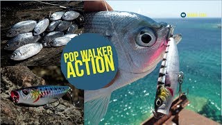 Crazy Top Water Fishing with Pop Walker by Savage Gear