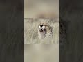 Cheetah's Unique Spots: Secrets of the Fast Cat #shorts