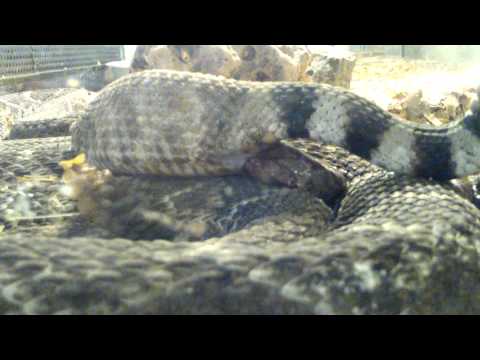 Βίντεο: Πώς μοιάζουν τα φίδια