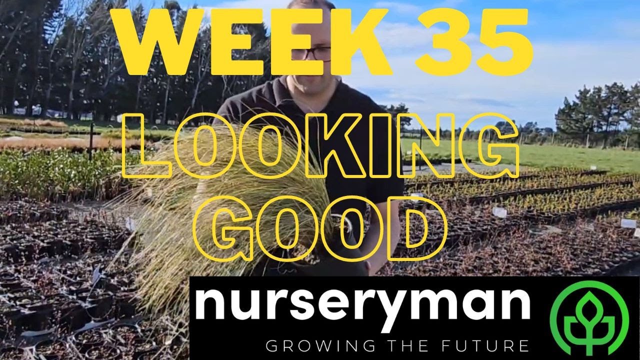 2023 Week 35 Looking Good