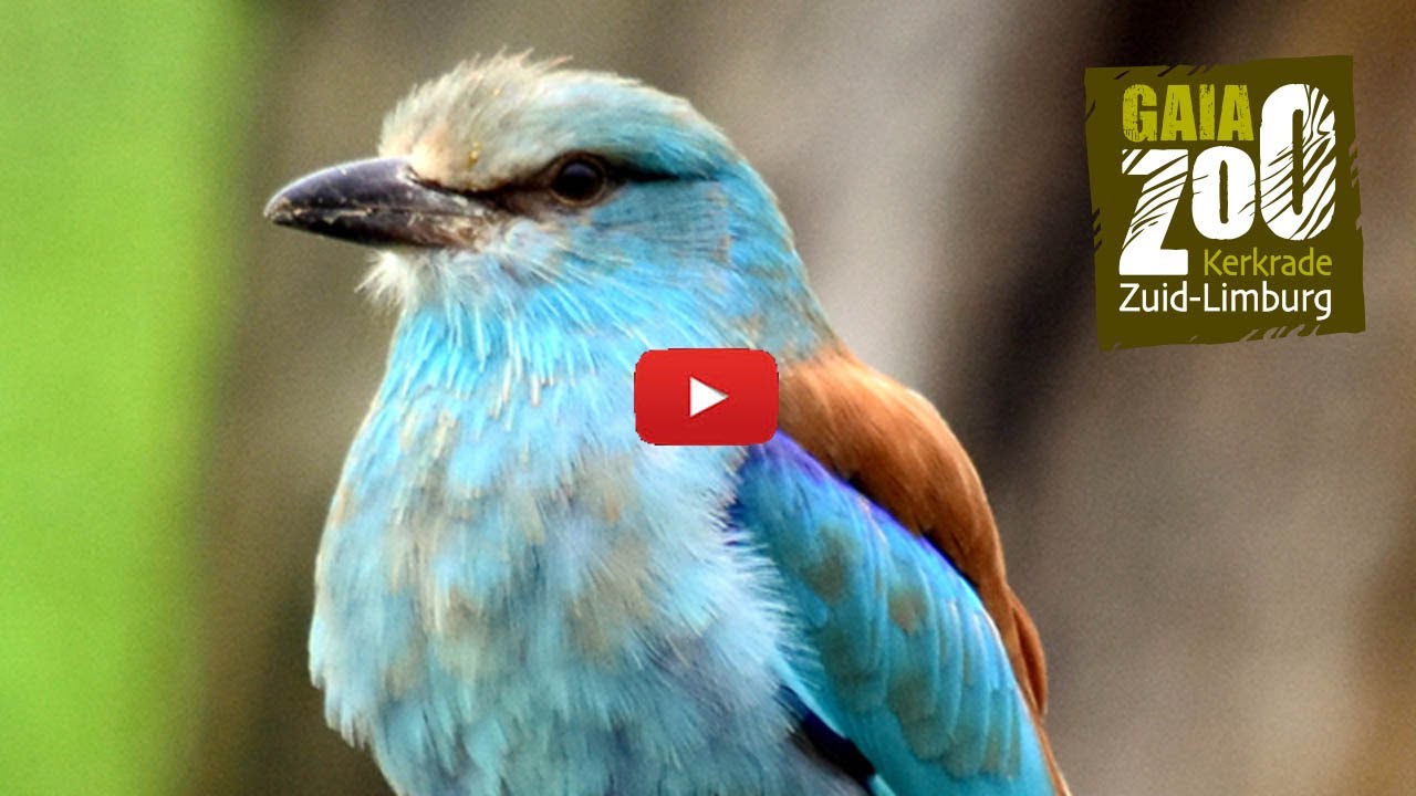GaiaZOO: de scharrelaar