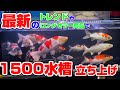 【セラチャンネルさんオススメのポンプ買ってみた！最新1500アクリル水槽立ち上げ】錦鯉アジアアロワナ飼育者必見！！#錦鯉 #koi #アクアリウム #aquarium #carp