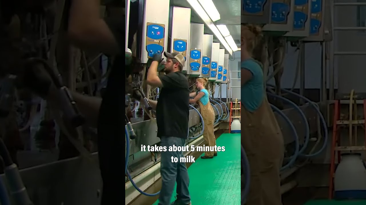 Journey Of A Dairy Farmer In Safeguarding Milk Quality And Cow Health Shorts